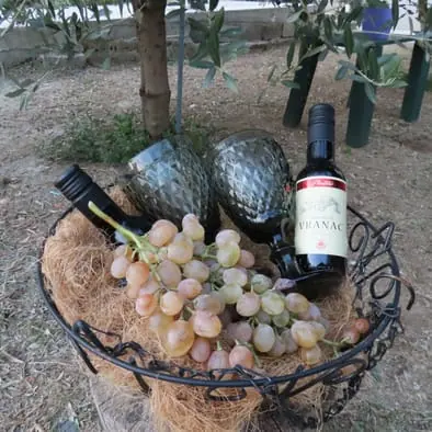 Korpa sa grožđem i vinom u maslinjaku